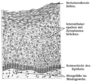 Fig. 24.