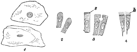Fig. 26.