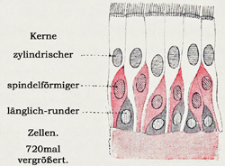 Fig. 27.