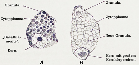 Fig. 29.