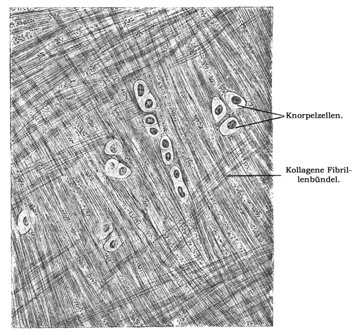 Fig. 63.