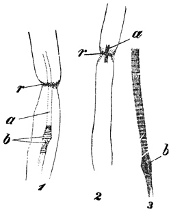 Fig. 95.