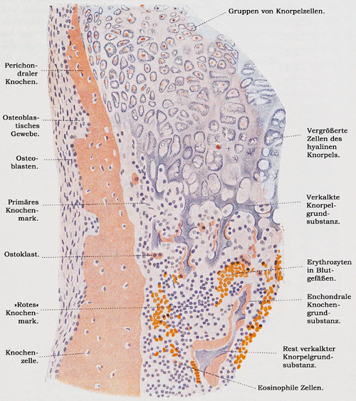 Fig. 131.