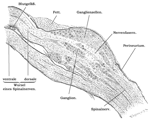 Fig. 164.