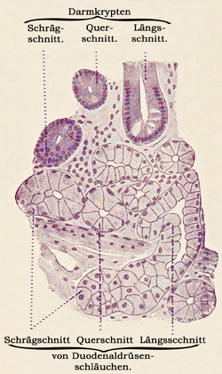 Fig. 240.