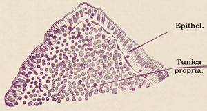 Fig. 244.