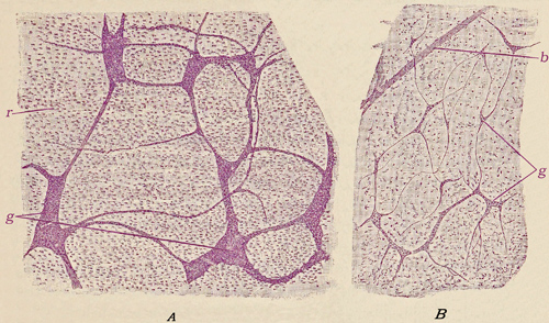 Fig. 246.