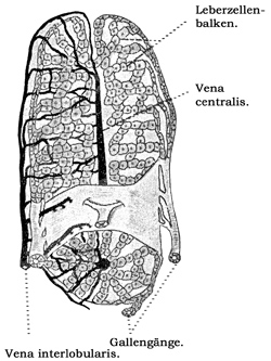 Fig. 253.