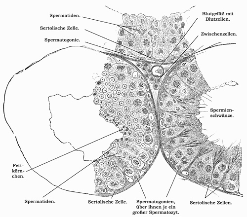 Fig. 302.