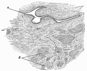 Fig. 359.