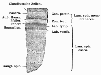 Fig. 384.