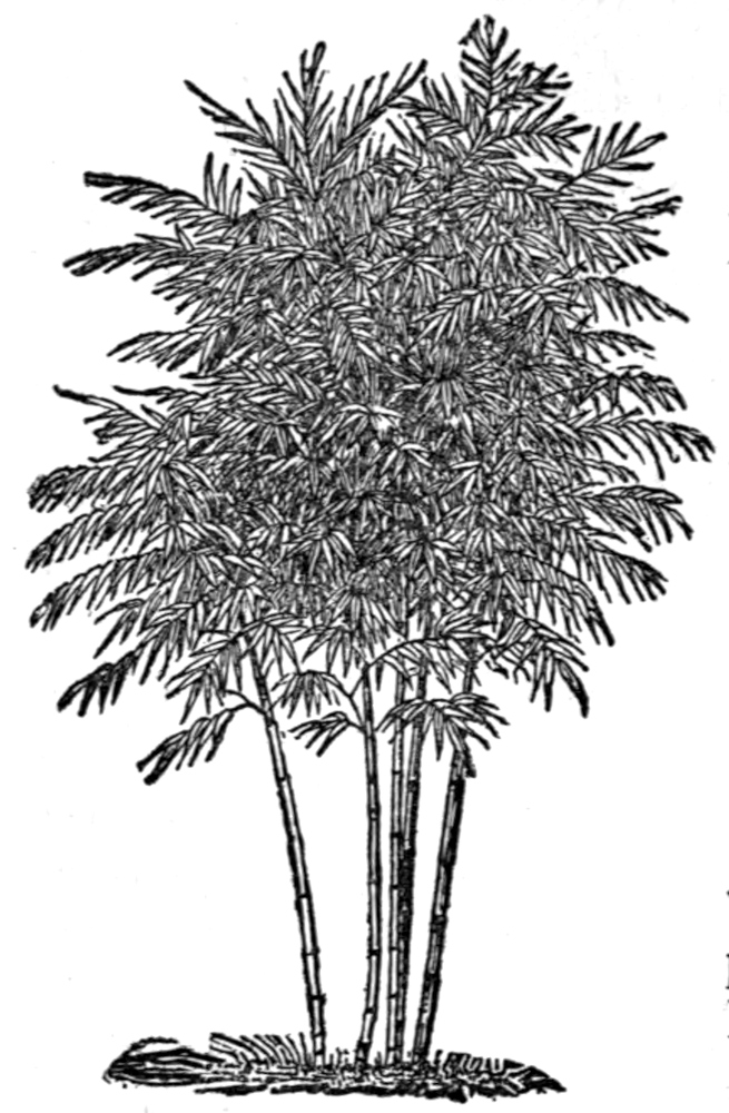 Sketch of a small stand of bamboo.